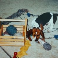 Lily Yarn1.JPG