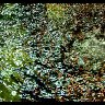 Abstracted Waters
