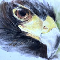 15of30 Hawk.jpg