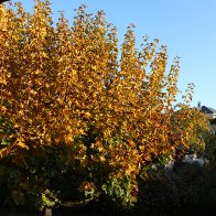 IMG_7972.JPG