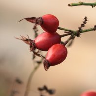 IMG_1568.JPG