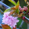 Spring Power