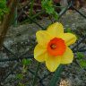 Spring Power