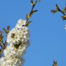 Cherry blossoms