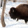 Bison Encounter #2