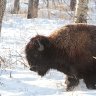 Bison Encounter #5