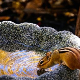 PMP Monthly Challenge