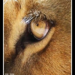 PMP Monthly Challenge