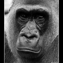 The Art of Photography