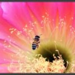 The Art of Photography