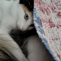 littlevvitch