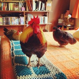 Whiteybird the Rooster