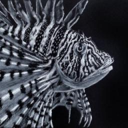 Lion fishs.jpg