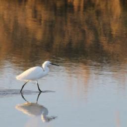 04_MJ_sym_aigrette.jpg