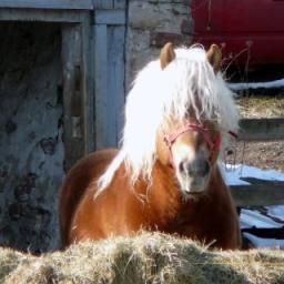 Bad Hair Day.JPG