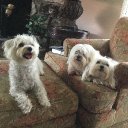 3maltese