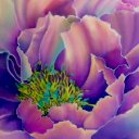 janet joslin