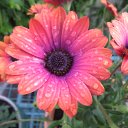 Bittersweet-Sunflower